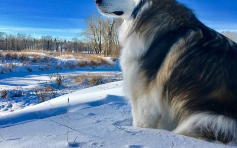 哈士奇5个月算幼犬吗,5个月的哈士奇多重