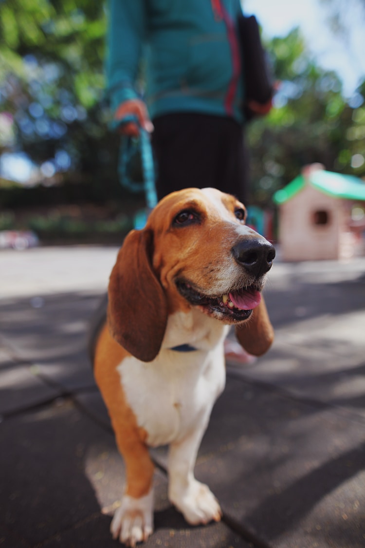 比格幼犬一次吃多少狗粮,比格幼犬一顿吃多少插图2