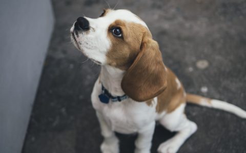 比格幼犬一次吃多少狗粮,比格幼犬一顿吃多少