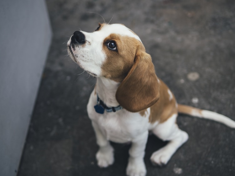 比格幼犬一次吃多少狗粮,比格幼犬一顿吃多少插图