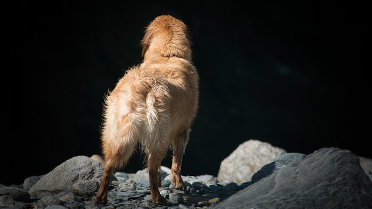 泰迪犬每天吃几顿最好,两个月的泰迪犬每天吃多少插图