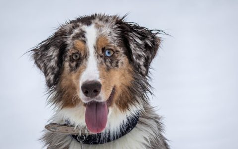 两个月幼犬一顿喂多少狗粮,两个月幼犬一顿多少颗狗粮正常