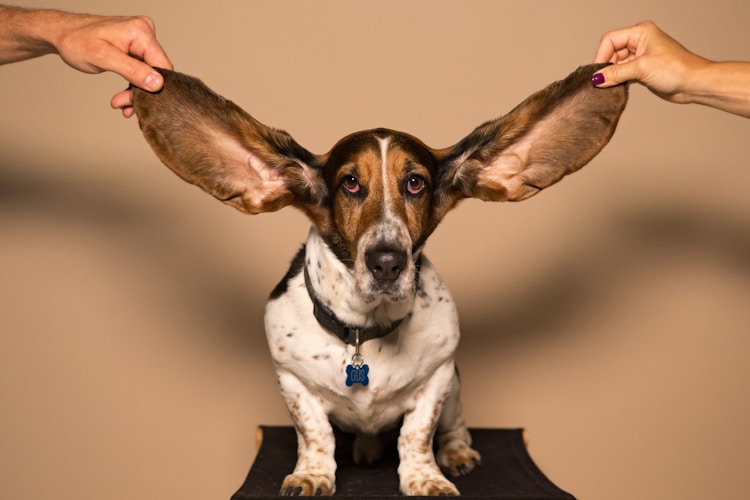 巴吉度犬一般多少钱一只,巴吉度犬的优缺点插图