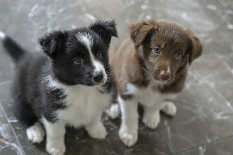 边境牧羊犬每天吃多少狗粮,边境牧羊犬每天喂多少插图