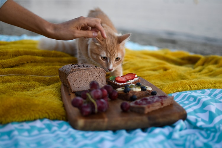 一只猫每天吃多少罐头,一只猫一天吃多少克猫粮插图2