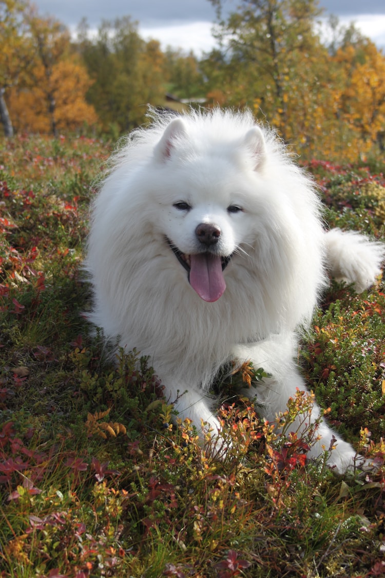 北京萨摩耶犬多少钱一只,大型萨摩耶犬多少钱一只插图2