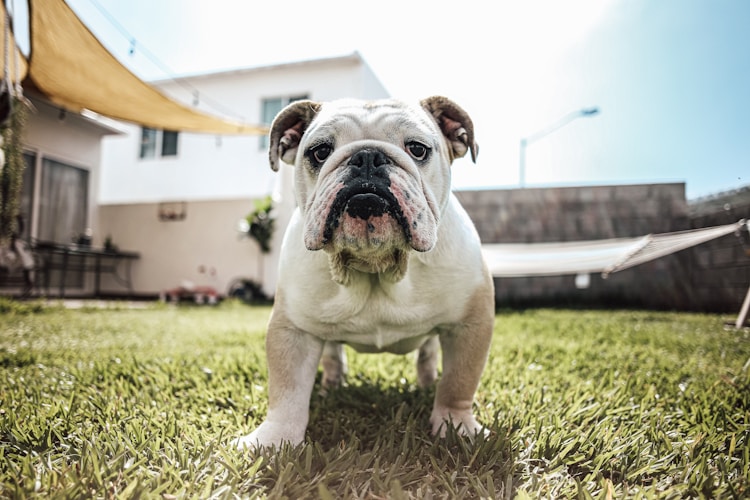 斗牛犬多少钱一只黑色的狗,斗牛犬多少钱一只 白色 中国插图