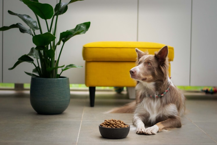 成年英国斗牛犬一顿要吃多少狗粮,成年英国斗牛犬一天吃多少狗粮插图