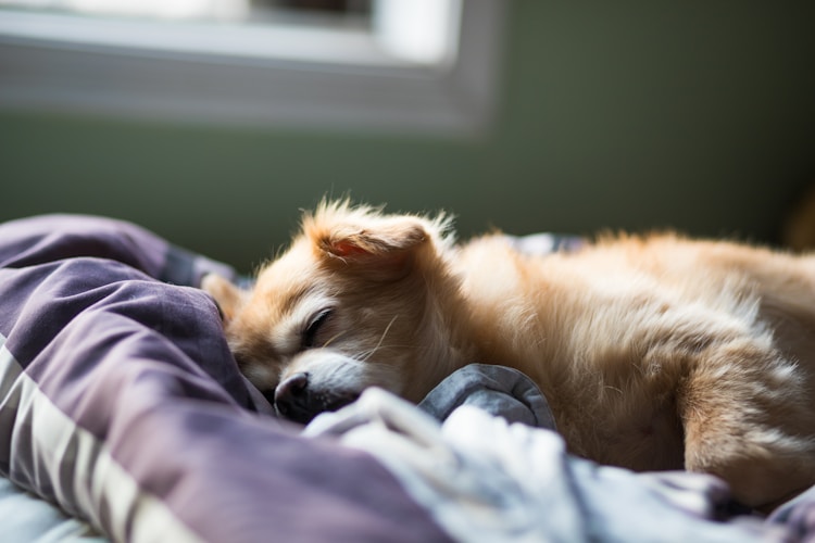 博美幼犬多少钱一只,博美幼犬拉稀呕吐不吃东西怎么办插图