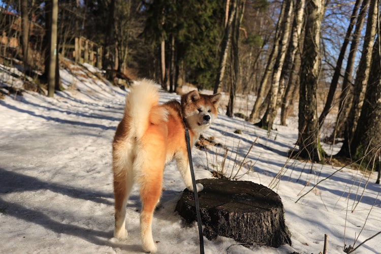 秋田犬一天喂几次食,秋田犬成犬多少斤插图