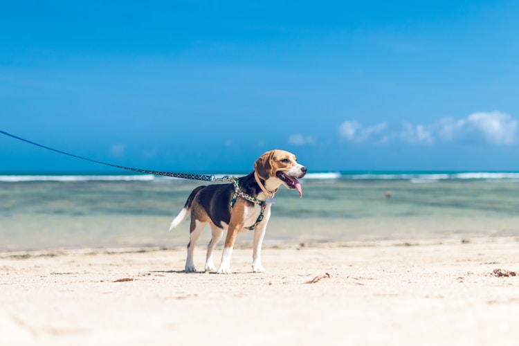 两个月比格多重,2个月的比格犬多重插图