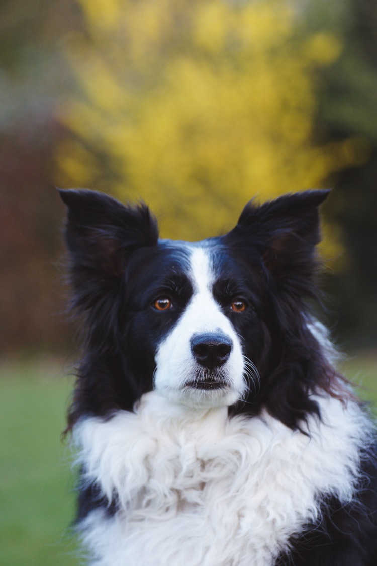 边境牧羊犬白毛较多,边境牧羊犬纯白插图