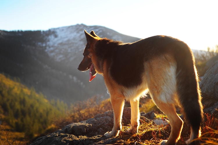 德牧犬多少钱一只幼崽,德牧犬成年多少斤重插图