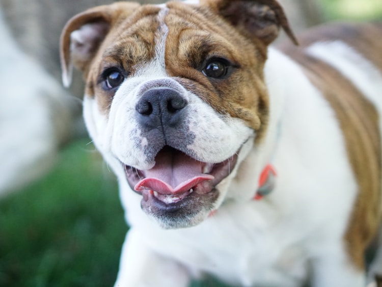 英国斗牛犬吃的多吗,英国斗牛犬一餐吃多少插图