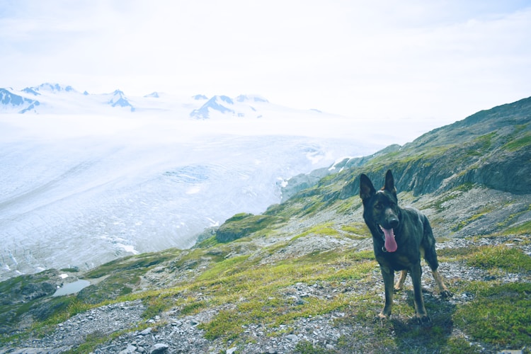 阿拉斯加犬大骨架和小骨架区别,大骨架阿拉斯加犬能长多大插图