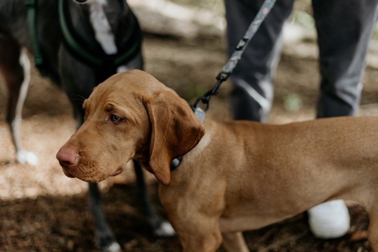 验犬瘟热多少钱,犬瘟病毒检测多少钱插图