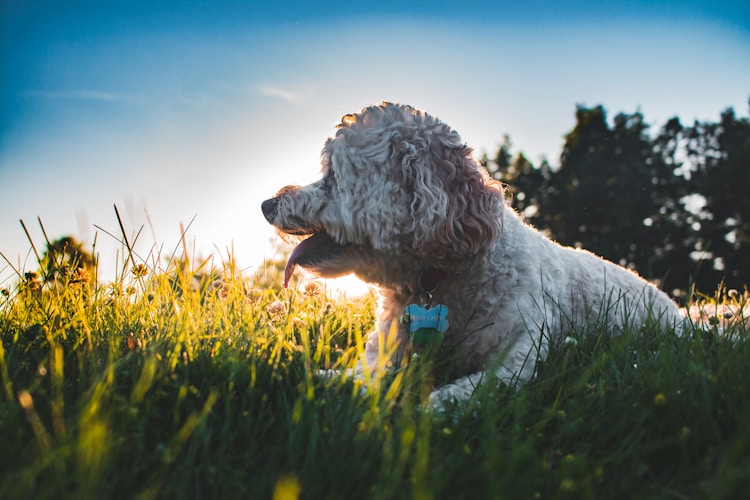 太迪犬生后多少天断奶,太迪出生多久可以打疫苗插图2