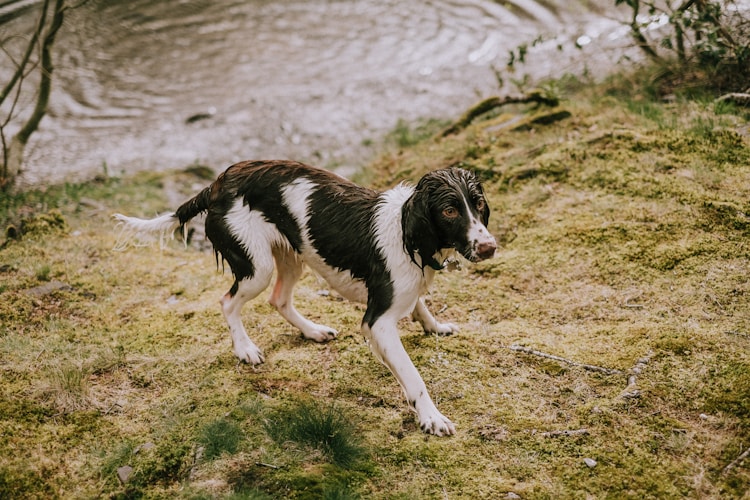 史宾格犬多少钱一只,缉毒犬史宾格犬多少钱一只插图