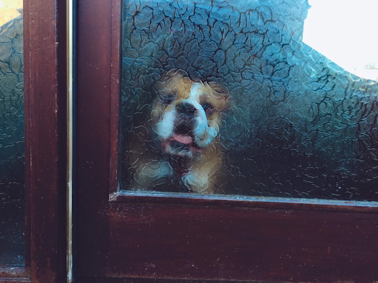 英国斗牛犬标准体型,英国斗牛犬价格多少钱一只插图