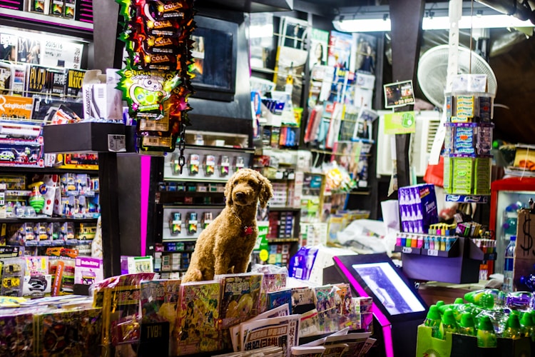 梦幻西游开一间宠物店需要多少钱,开间宠物店需要多少钱插图