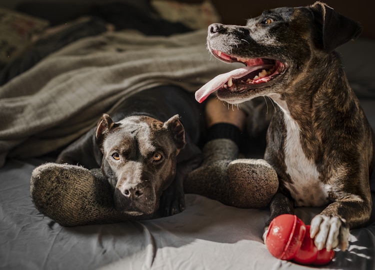 世界上有多少种大型犬类,世界上有什么犬 巨型插图