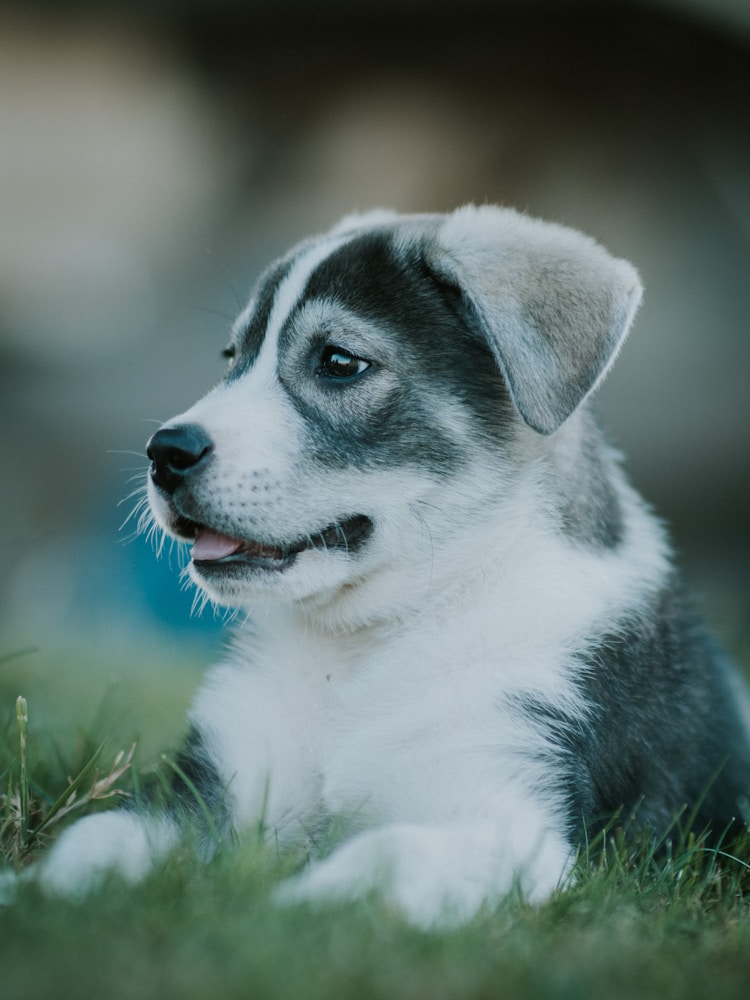 赛级哈士奇一般多少钱一只幼犬,宠物级哈士奇和赛级哈士奇区别插图