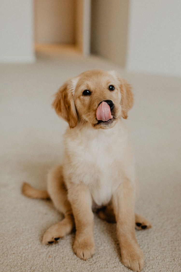 奶油色金毛犬,奶油金毛犬多少钱一条插图