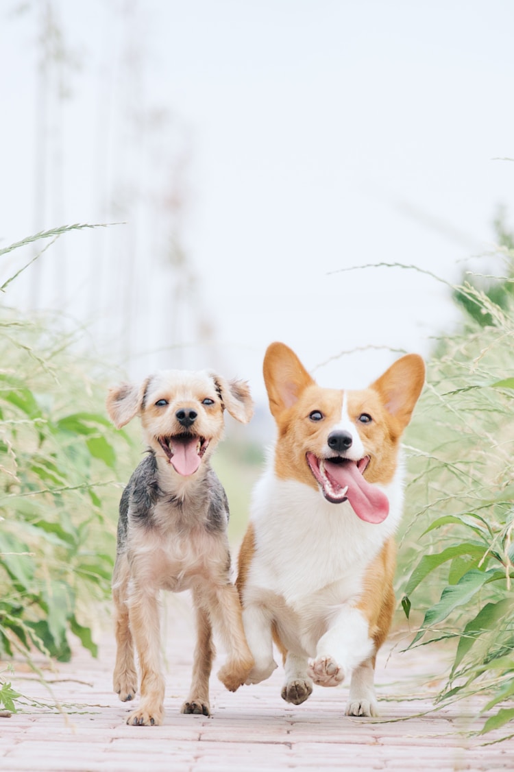 一个月的柯基犬一天要吃多少每顿吃多少,一个多月的柯基犬一次吃多少狗粮插图2