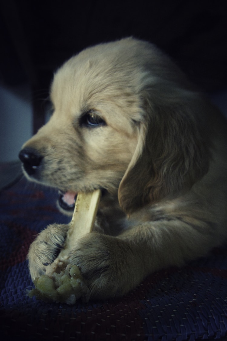 泰迪犬吃多少东西,泰迪狗吃多少狗粮合适插图