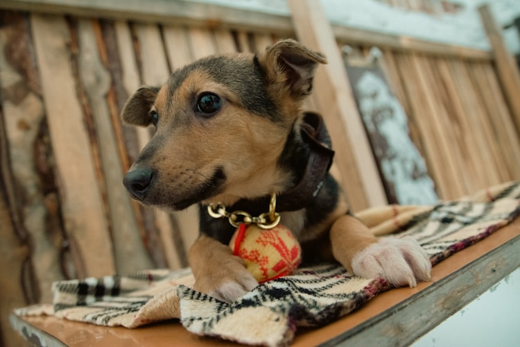 俄罗斯猎犬价格,俄罗斯犬舍插图