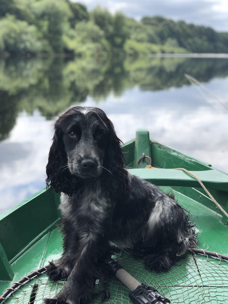 俊介犬最大能长多大,俊介多少钱一个插图