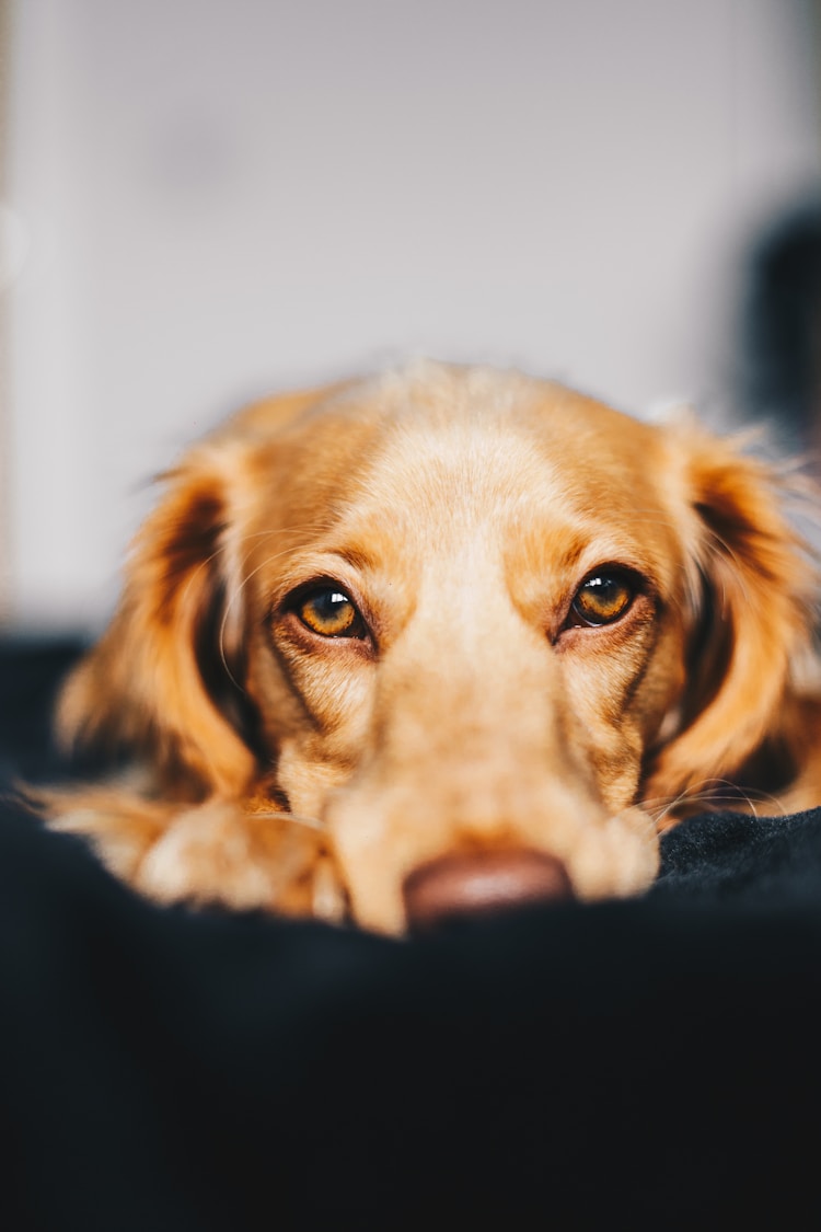 买一只宠物猫或者茶杯犬多少钱啊,茶杯宠物狗多少钱插图