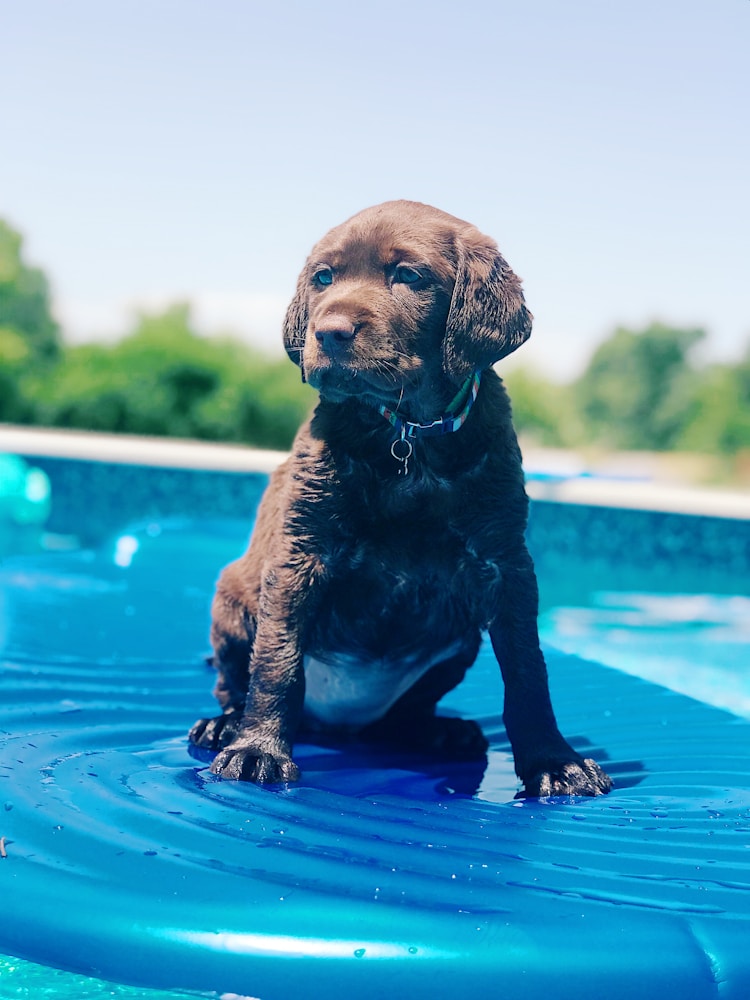 拉布拉多幼犬多少钱一只 纯种,拉布拉多幼犬狗粮推荐插图