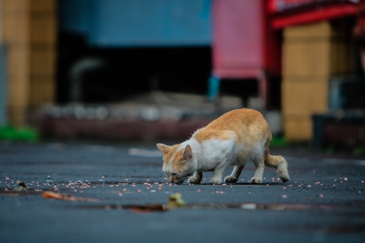 猫咪一次喂多少合适呢,猫咪一次喂食多少插图2