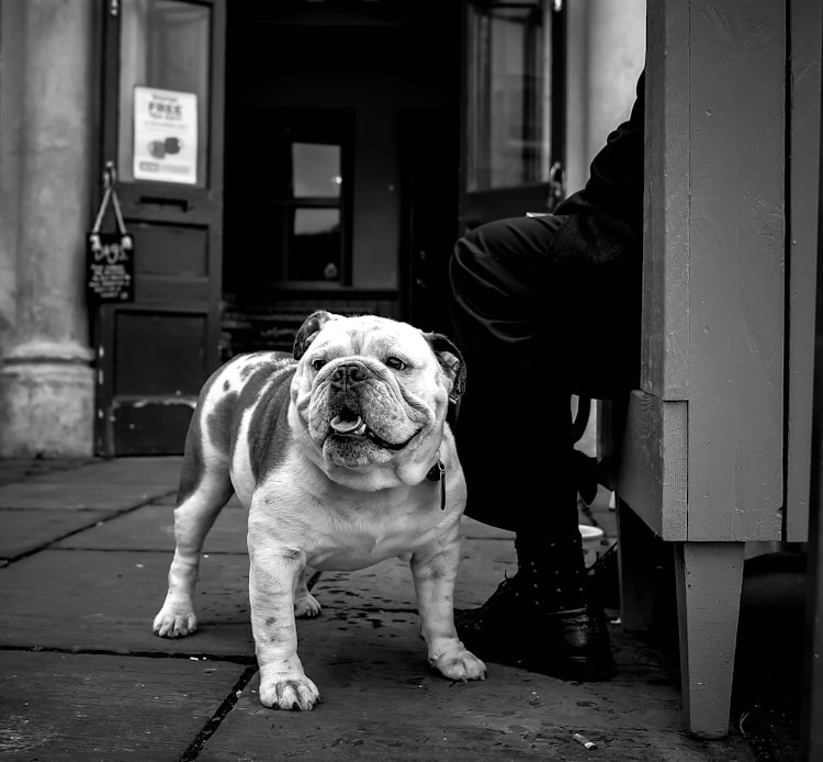 英国斗牛犬价格多少钱一只纯种,英国斗牛犬标准体型插图