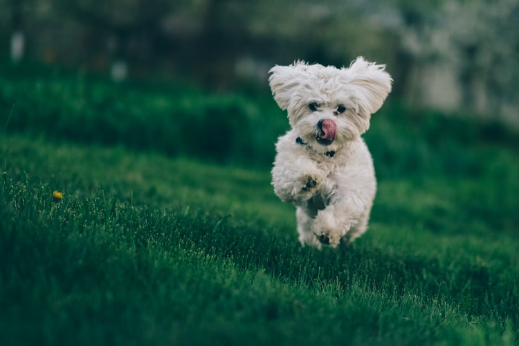 贵宾大型犬多少钱一只,贵宾多少钱一只插图