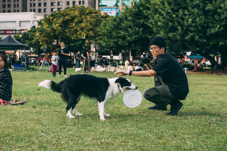 深圳市训犬培训基地,深圳训犬学校学费多少插图