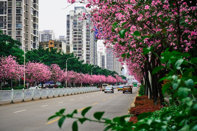 柳州土狗多少钱一只,柳州土猎犬出售插图