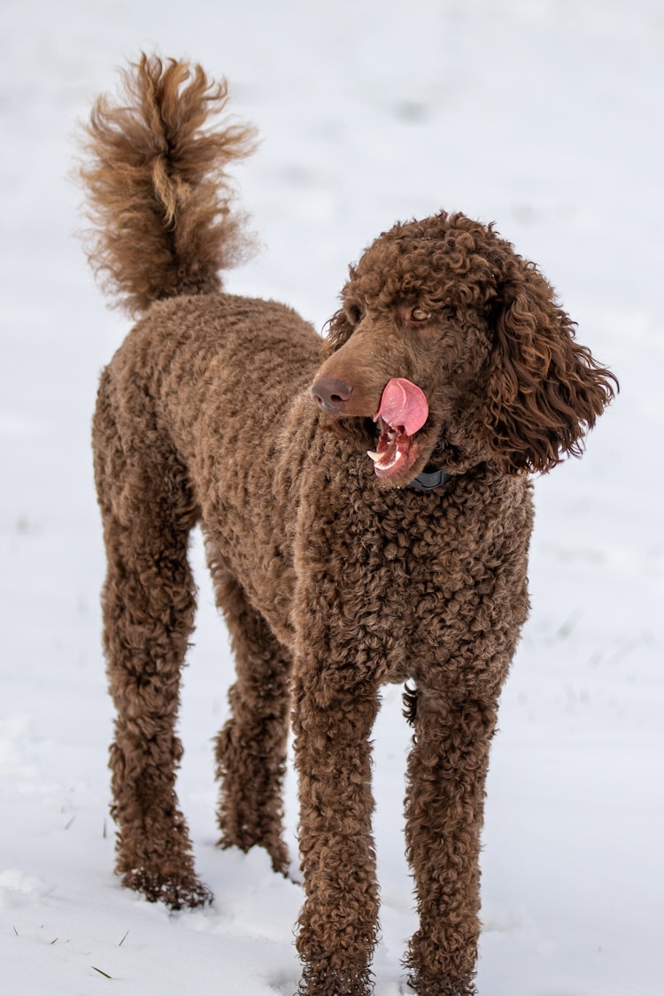 巨贵犬的优点和缺点,巨型贵宾犬多少钱一条插图