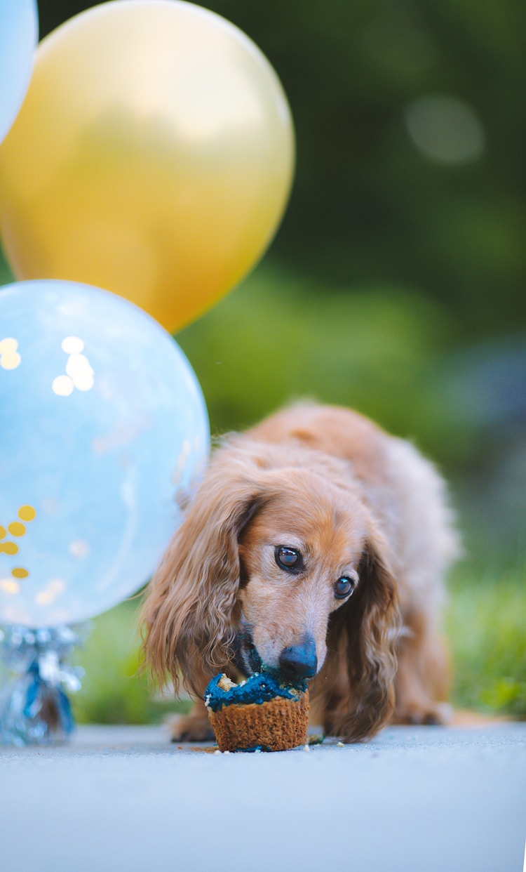 奶油法斗犬的优缺点,奶油法斗长大后什么样插图