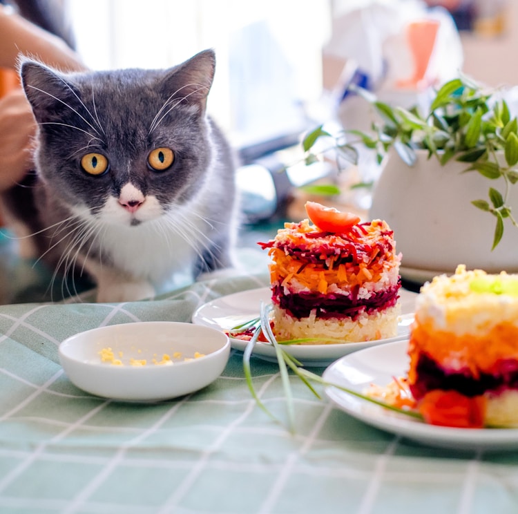 个月的猫咪喂多少猫粮正常,一个月猫要吃多少猫粮插图2