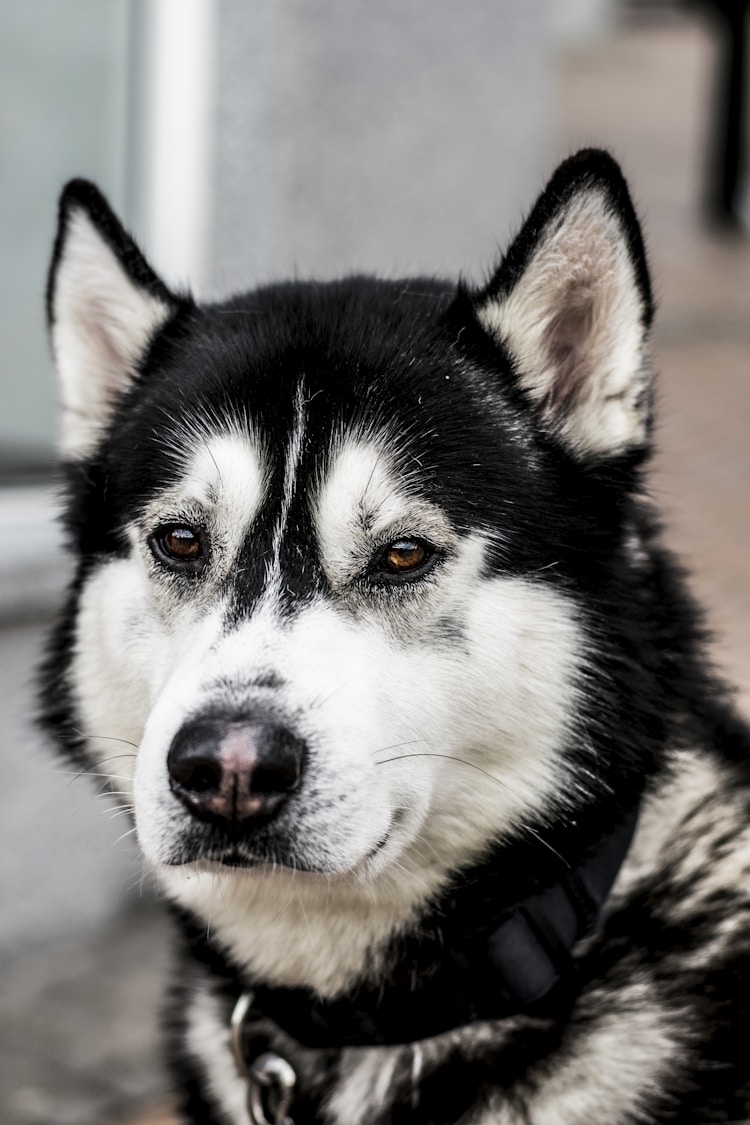 哈士奇幼犬喂食量,哈士奇幼犬 每天吃多少钱狗粮插图2