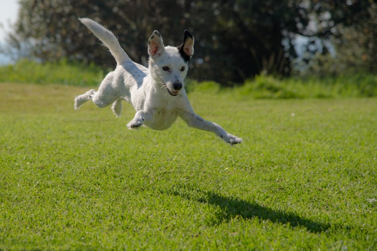 澳大利亚梗犬多少钱一只,澳大利亚梗多少钱一只插图2