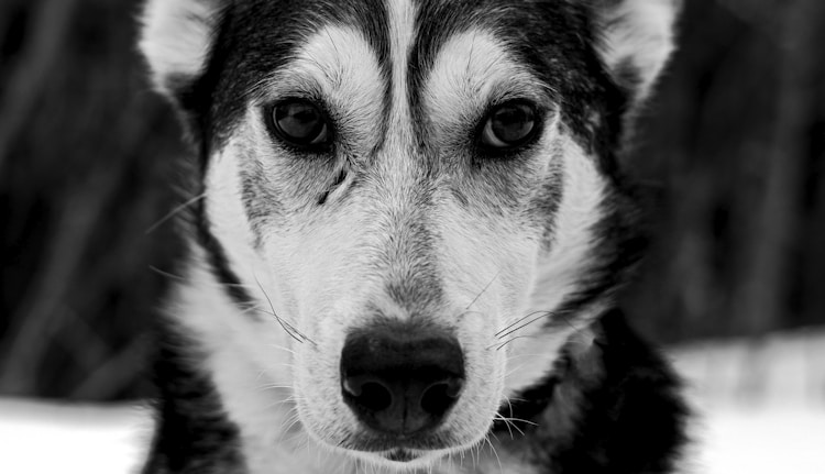 两个月的阿拉斯加犬一次喂多少狗食,两个月大的阿拉斯加幼犬一顿喂多少狗粮插图2