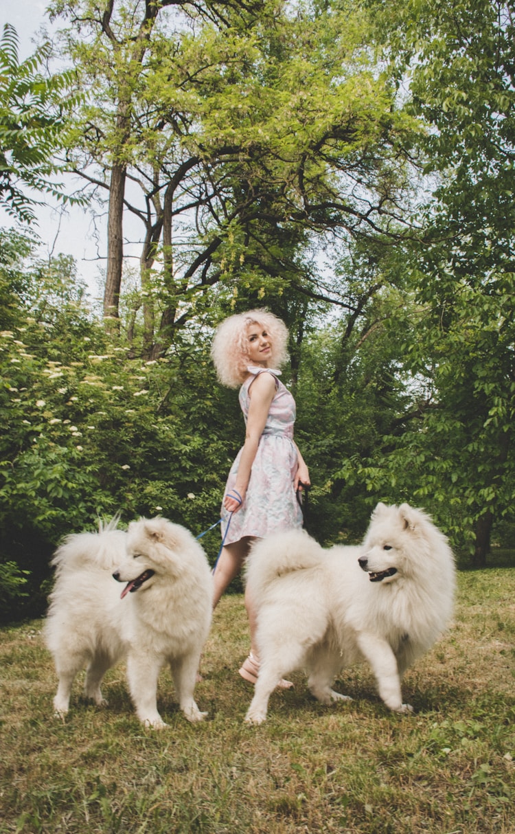 大犬萨摩耶大犬多少钱,萨摩耶大狗多少钱一只才能买到插图