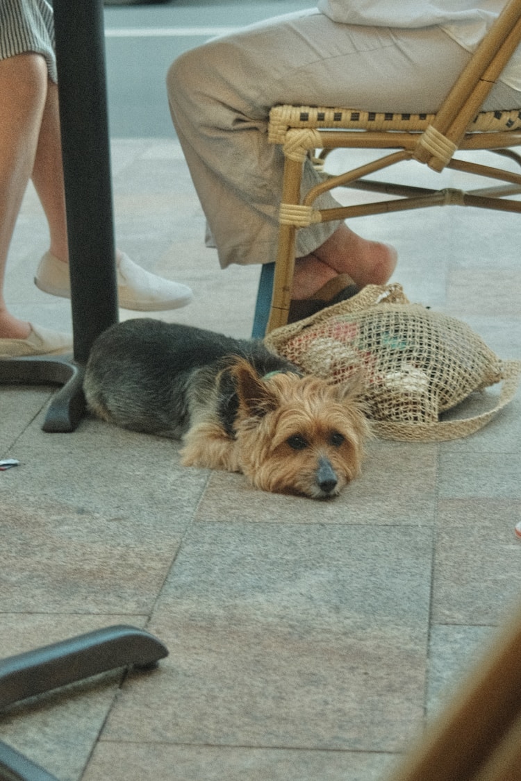 澳大利亚梗犬多少钱一只,澳大利亚梗多少钱一只插图