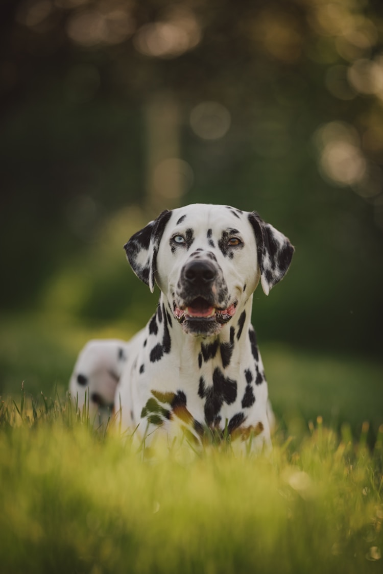 大麦町犬价位,大麦町犬犬舍插图2