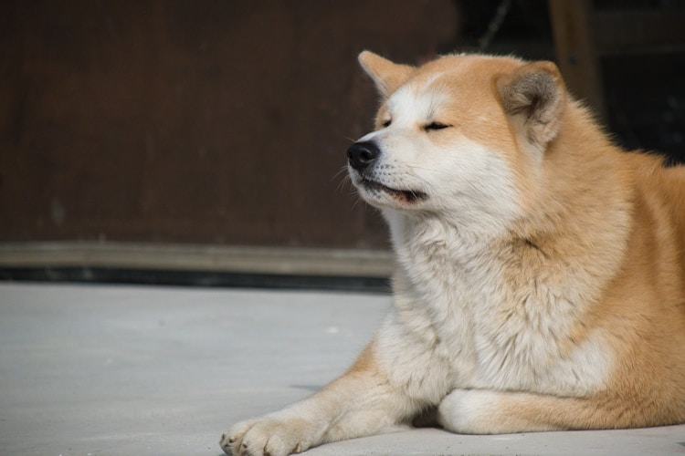 广东秋田犬多少钱一只幼崽,广东秋田犬多少钱一只幼犬插图