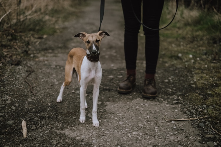 普罗特猎犬幼犬多少钱一只幼崽,普罗特猎犬的优缺点和缺点插图