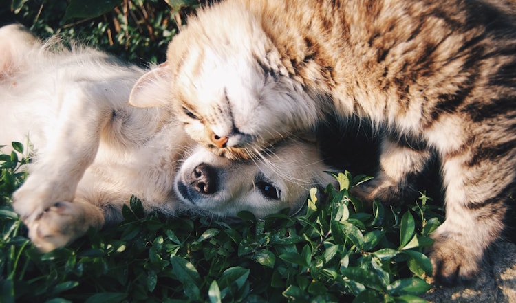 古牧犬食量大吗,古牧幼犬吃多少狗粮插图